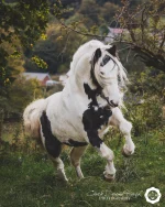 Who's got that Friday feeling? 🤩🥰🙌
Niddy certainly had it on her Photo Shoot last Saturday! 🐴 📸 ❤️ 
__________________________________
ciara@doonerush.co.uk
07856723296
#horsephotographer #horsephotoshoot #cheshire