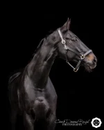 10 days on and I can't work out which expressions or pose I prefer!! 🙈 
Which would you choose for pride of place in your home if the handsome Walt was your special boy? 🐴 📸 
Ciara 🤔
__________________________________
ciara@doonerush.co.uk
07856723296
#horsephotographer #horsephotoshoot #northwales #thoroughbred #blackbeauth #ciaradoonerushphotography #horseportrait #horsesofinstagram #tailteller